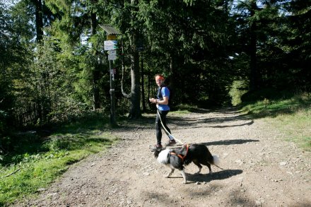 Fragment biegu Pucharu Polski w Dogtrekkingu w Wiśle